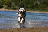 SIBERIAN HUSKY 664